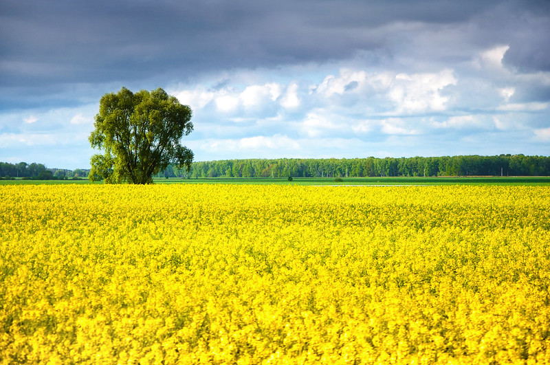 Canola Field in Belarus