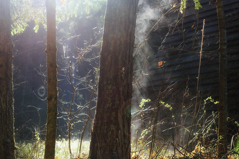 forest