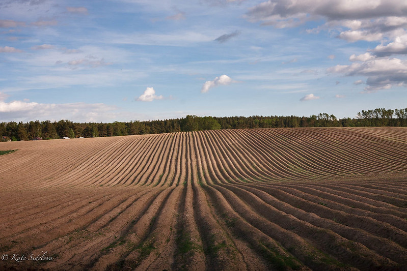Field
